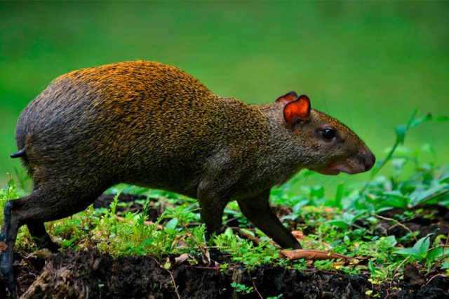 Galería de fotos - Parque Natural Metropolitano